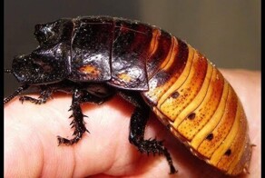 Мадагаскарский таракан