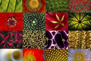 Узоры природы (18 фото)