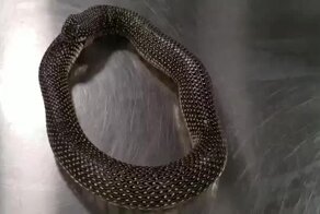 С помощью антисептика можно остановить самопоедание змеи