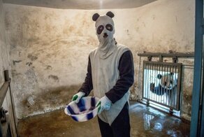 Лучшая работа в мире: как выращивают панд в Китае