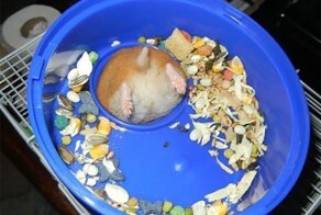 Смешные и прожорливые животные, которые хотели достать вкусняшку, но застряли