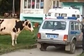 Противостояние полицейских и коров в Челябинской области попало на видео