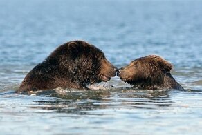 Медведи на Камчатке