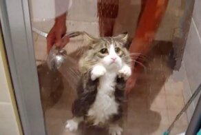 Как помыть кошку, выжить и не сойти с ума? Инструкция и советы