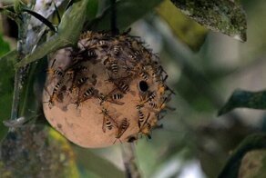 Дети попали в больницу после нападения ос