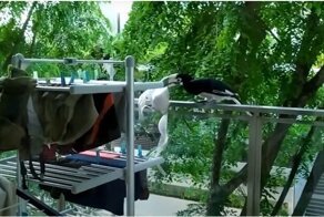 Птица стащила бюстгальтер с балкона жительницы Сингапура