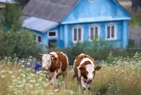 Колоритные деревенские кадры, напоминающие о детстве