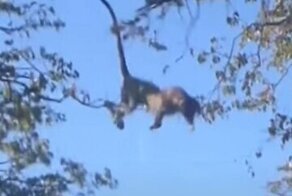 Преследующий белку леопард удивил туристов своим прыжком