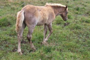 Жеребёнок позвал людей в лес и привёл к&nbsp;мёртвой матери