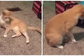 Кот, который гуляет сам по себе