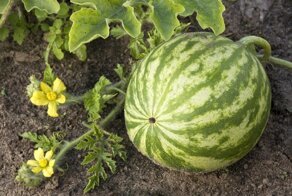 Почему лопаются арбузы и трескаются дыни?