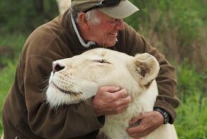 Разъярённые львы набросились на своего кормильца и за несколько секунд всё было кончено