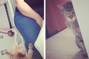 15 суровых котов, к которым и на хромой козе не подъедешь 