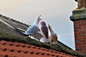 17 снимков с подвохом: что же там на самом деле происходит?