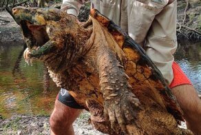 Во Флориде поймали черепаху-монстра