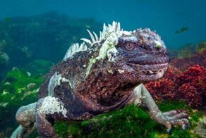 "На лицо ужасная, добрая внутри": морская игуана