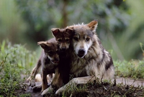 Мамы и дети (14 фото)