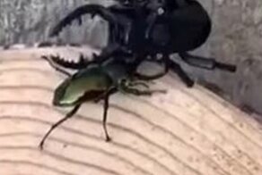 "Кто кого?": эпичная схватка робожука и его настоящего собрата попала на видео