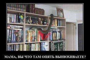 Демотиваторы: о родственниках, транспорте и котиках 