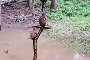 Обезьяны очень любят прыгать в воду