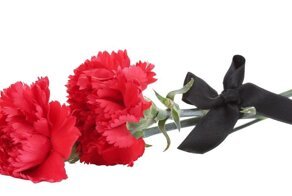 Цветок упокоения: почему гвоздика считается символом смерти и траура?