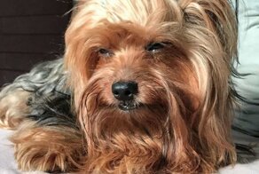 Вот что бывает, когда экономишь на стрижке
