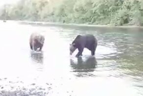 Медведи ловят рыбу на реке вместе с людьми