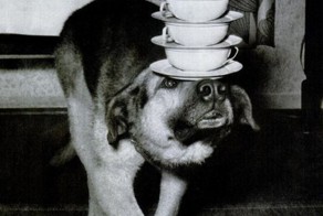 WTF в черно-белом. Часть 8. (25 фото)