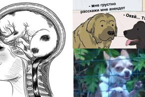 Кошки против собак: шуточная битва