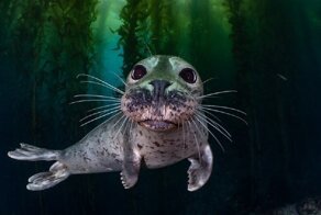 Конкурс подводной фотографии объявил победителей