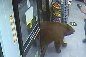 Медведь совершил налет на магазин