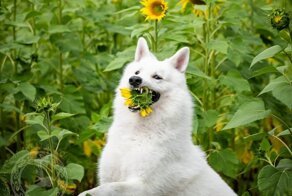 Фотосессия собаки в подсолнухах пошла не по плану