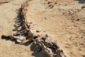 Это скелет базилозавра - древнего кита, который жил 35 млн лет назад