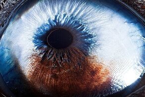 Фотограф делает уникальные макроснимки глаз животных