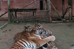 Четыре детеныша амурского тигра весело играют с мамой