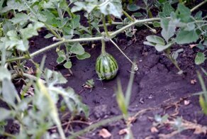 Зеленый и красный, а не черный: как предупредить почернение завязей и получить богатый урожай арбузов?