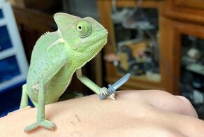Хамелеоны умеют держать предметы - и кое-кто решил этим воспользоваться