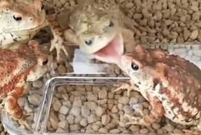 Разборка жаб, не поделивших червяка