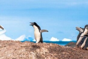 Гигантский буревестник: Маньяк, который держит пингвинов в вечном страхе