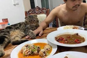 Кот не отходит от хозяина ни на минуту