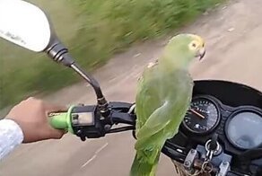Попугай спародировал звуки клаксона