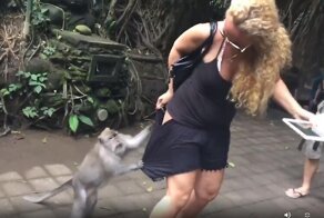 Самец обезьяны попытался стащить шорты с туристки