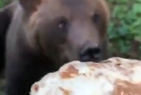Накормил мишку блинами