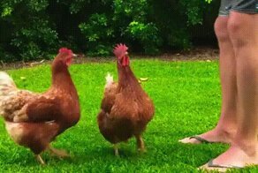 Просто гифки, всякие и разные, скорей разнообразные