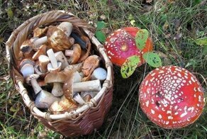 Методы проверки грибов на ядовитость