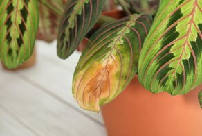 Нет – сухим кончикам листьев, да – здоровым и красивым горшечным растениям