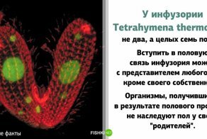 Правдивые факты, которые слишком похожи на ложь