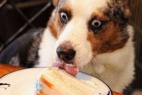 Почему шоколад смертелен для кота? Очевидная опасность сладкого для домашних питомцев