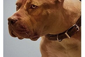 «Бесы» с хеппи-эндом: О чём фильм Тарантино "Однажды ... в Голливуде"