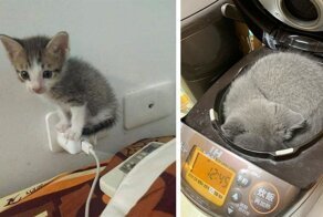 Коты, которые легко превращают в свое спальное место любую вещь